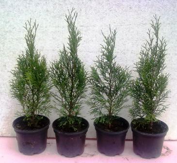 Tuja západná Smaragd